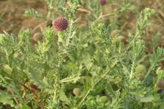 Sphaeranthus indicus